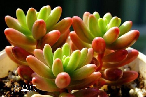 修单反镜头年轻娇小亚洲人日本语夹，摄影人的技艺与挑战